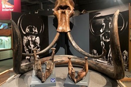 This Species Is Long Extinct -- However:  CITES Must Regulate Trade in Woolly Mammoth Ivory 